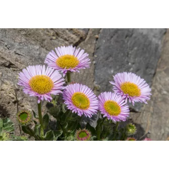 Küllőrojt (Erigeron)