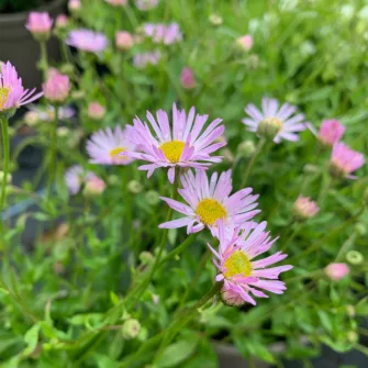 Küllőrojt (Erigeron)