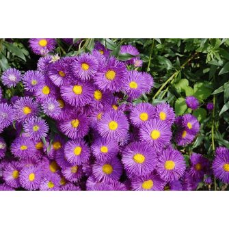 Küllőrojt (Erigeron)