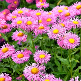 Küllőrojt (Erigeron)