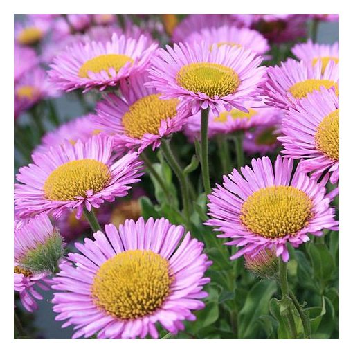 Erigeron Sea Breeze - Küllőrojt