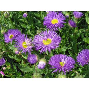 Erigeron Sommerabend - Küllőrojt