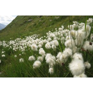 Eriophorum scheuchzeri - Gyapjúsás