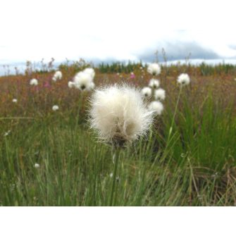 Gyapjúsás (Eriophorum)