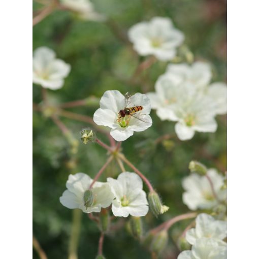 Erodium chrysanthum - Gémorr