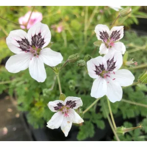 Erodium guttatum - Gémorr