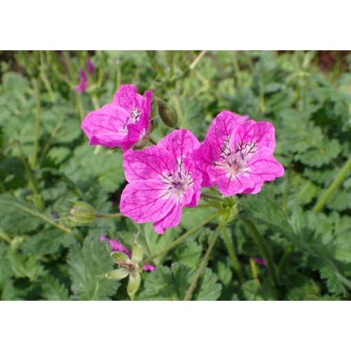 Erodium manescavii - Gémorr