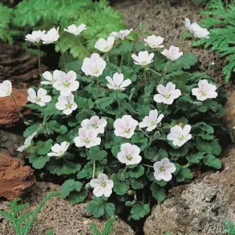 Gémorr (Erodium)