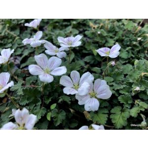 Erodium variabile Album - Gémorr