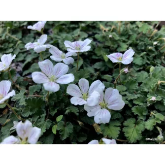 Gémorr (Erodium)