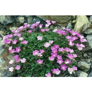 Erodium variabile Bishops Form - Gémorr