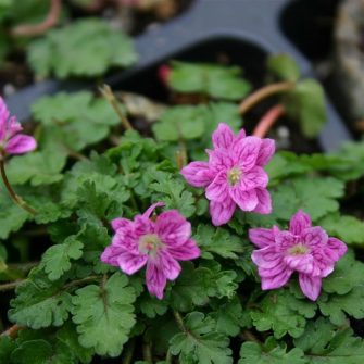 Gémorr (Erodium)