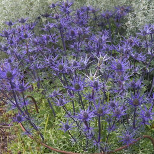 Eryngium bourgatii Lapis Blue - Iringó