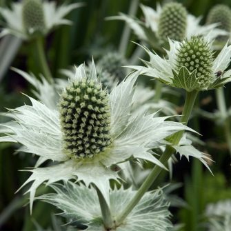 Iringó (Eryngium)