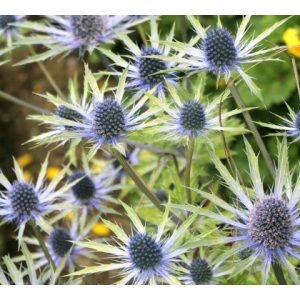 Eryngium Neptunes Gold - Iringó