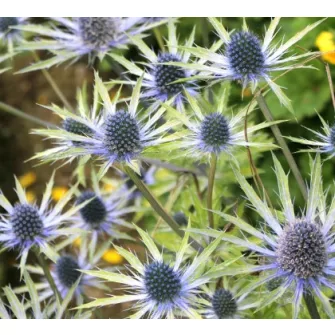 Iringó (Eryngium)