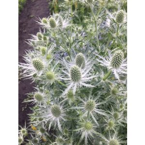 Eryngium planum Magical White Lagoon - Iringó