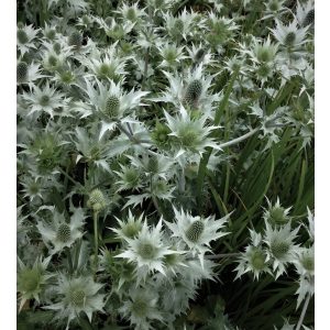 Eryngium planum Magical Silver - Iringó