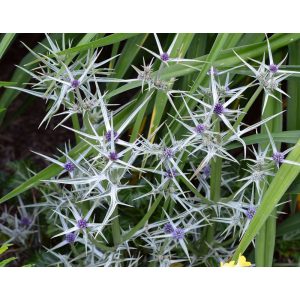 Eryngium variifolium Mrs Marble - Iringó