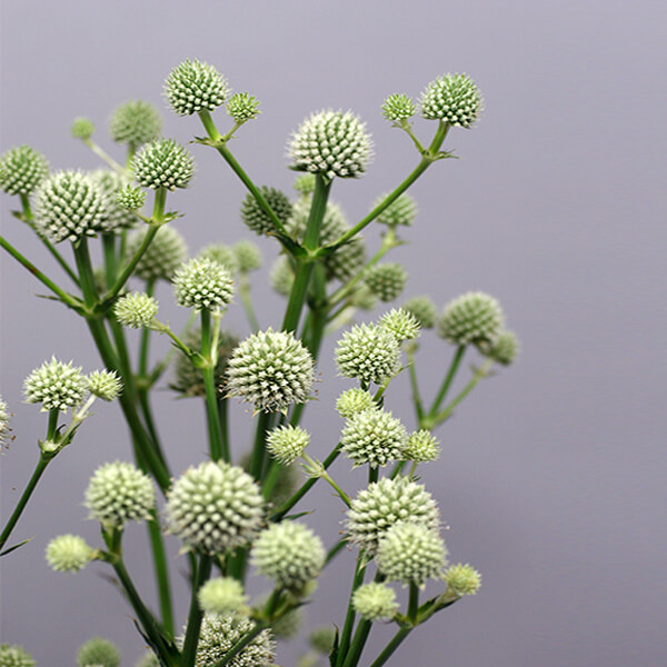 Eryngium yuccifolium 'Magical Green Globe Iringó Ki