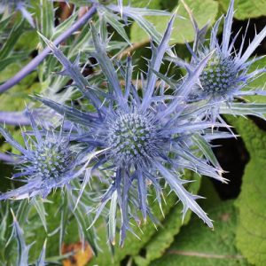 Eryngium zabelii Violetta - Iringó