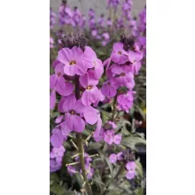 Erysimum Bowles Mauve - Repcsény