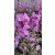 Erysimum Bowles Mauve - Repcsény