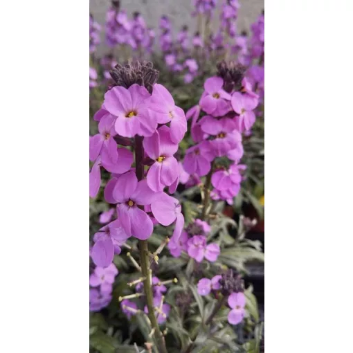 Erysimum Bowles Mauve - Repcsény