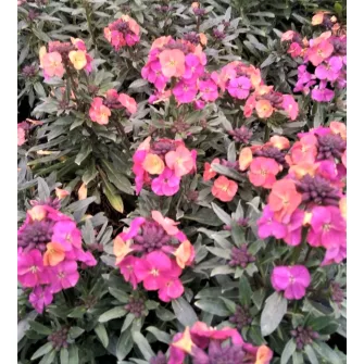 Repcsény (Erysimum)