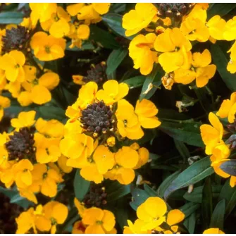 Repcsény (Erysimum)