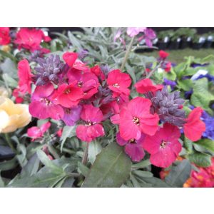 Erysimum Red Jep - Repcsény