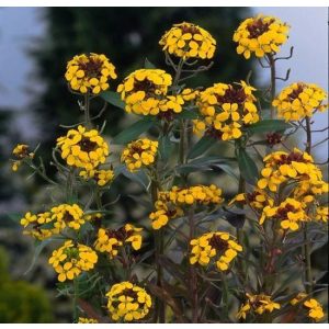 Erysimum Yellow Bird - Repcsény