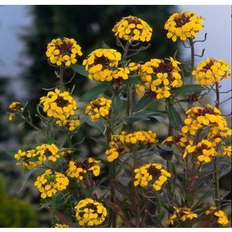 Repcsény (Erysimum)