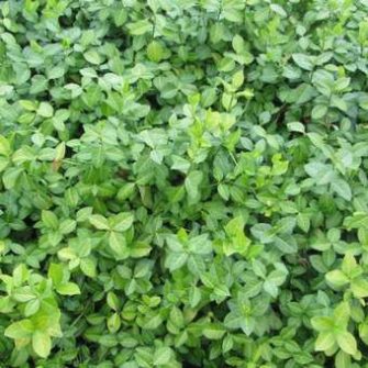 Kecskerágó (Euonymus)