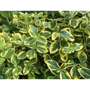 Euonymus fortunei Canadale Gold - Repkénykecskerágó