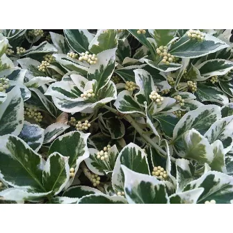 Kecskerágó (Euonymus)