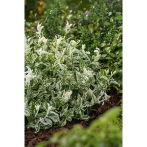 Euonymus fortunei Harlequin - Repkénykecskerágó