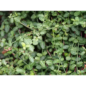 Kecskerágó (Euonymus)