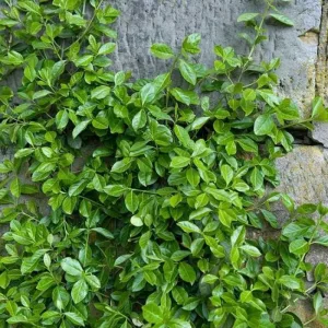 Euonymus fortunei radicans - Repkénykecskerágó