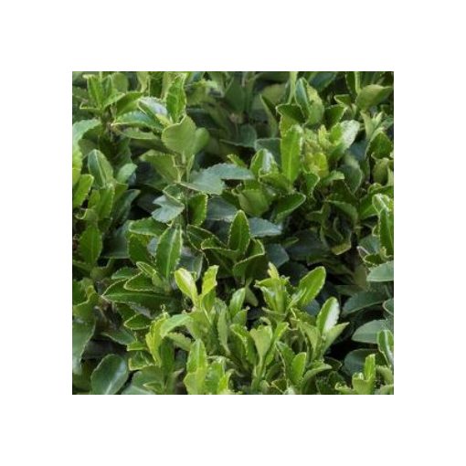 Euonymus phellomanus Microphyllus - Díszes kecskerágó
