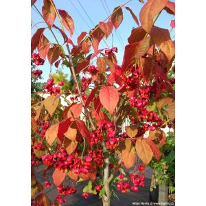 Euonymus planipes - Nagytermésű koreai kecskerágó