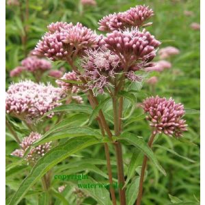 Eupatorium cannabinum - Sédkender