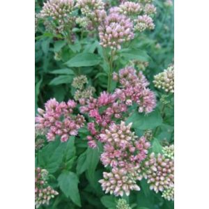 Eupatorium cannabinum Plenum - Sédkender