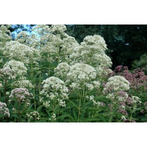 Eupatorium fistulosum Bartered Bride - Sédkender