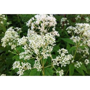 Eupatorium maculatum Album - Sédkender