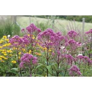 Eupatorium maculatum Humble - Sédkender