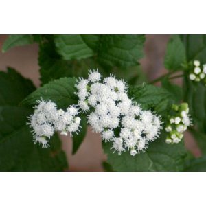 Eupatorium rugosum - Fehér sédkender