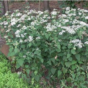 Eupatorium rugosum Braunlaub - Fehér sédkender