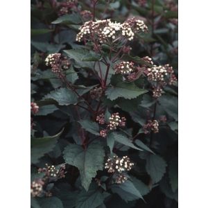 Eupatorium rugosum Chocolate - Fehér sédkender