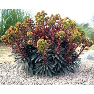 Euphorbia Black Bird - Kutyatej